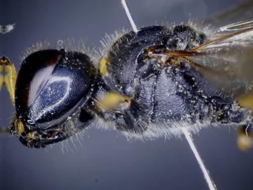Ectemnius lapidarius